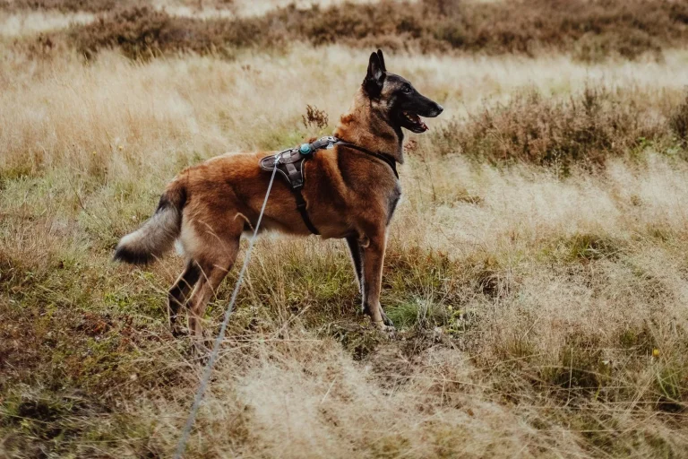 Planning Safe Long-Line Recall Practice with Your Dog
