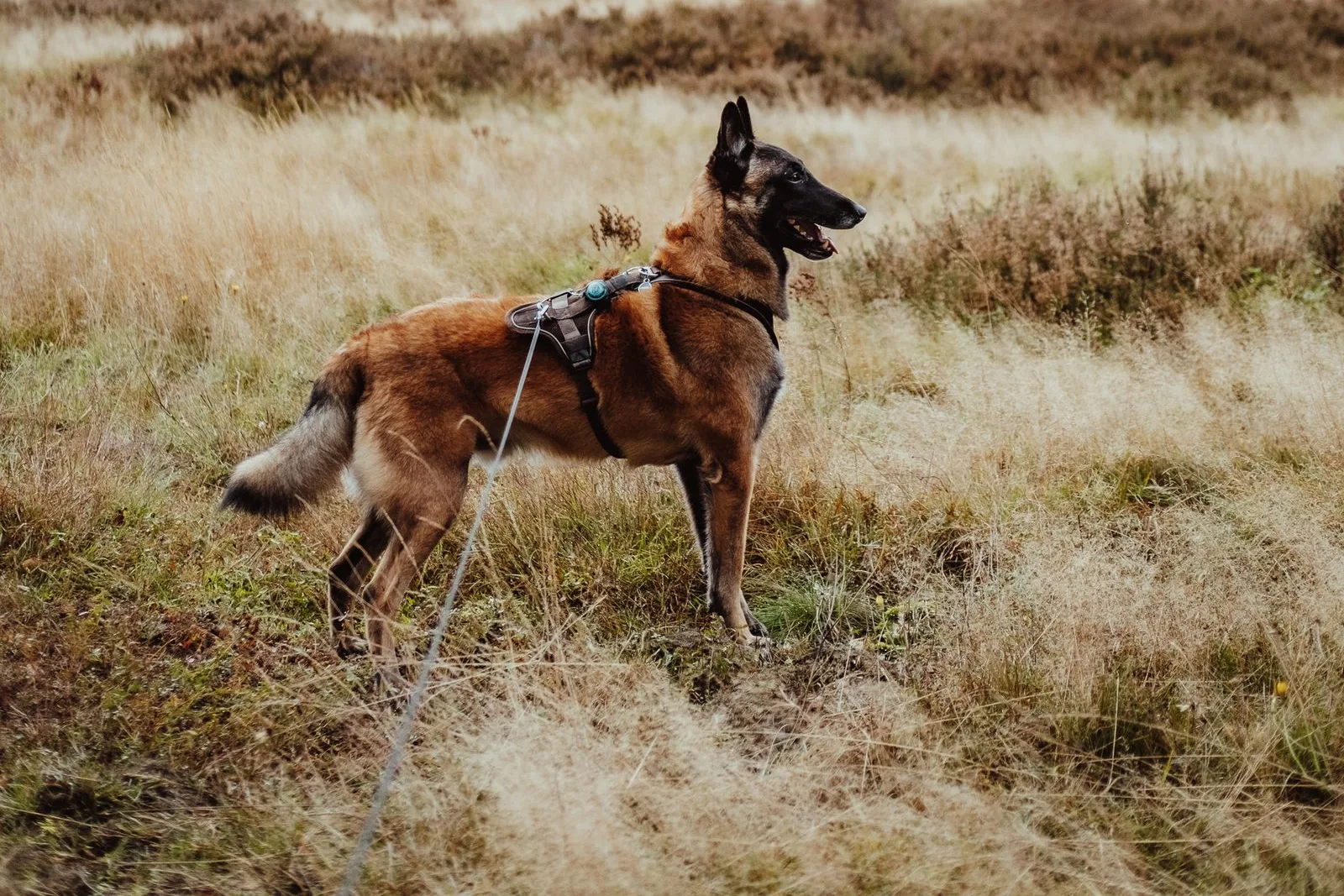 Belgian Malinois in a harness standing in an open grassy heath with a long line trailing loosely behind it