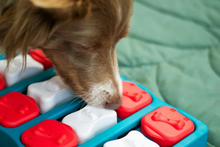 Brown and white dog nosing the sliding red and white blocks of a plastic puzzle feeder to find food