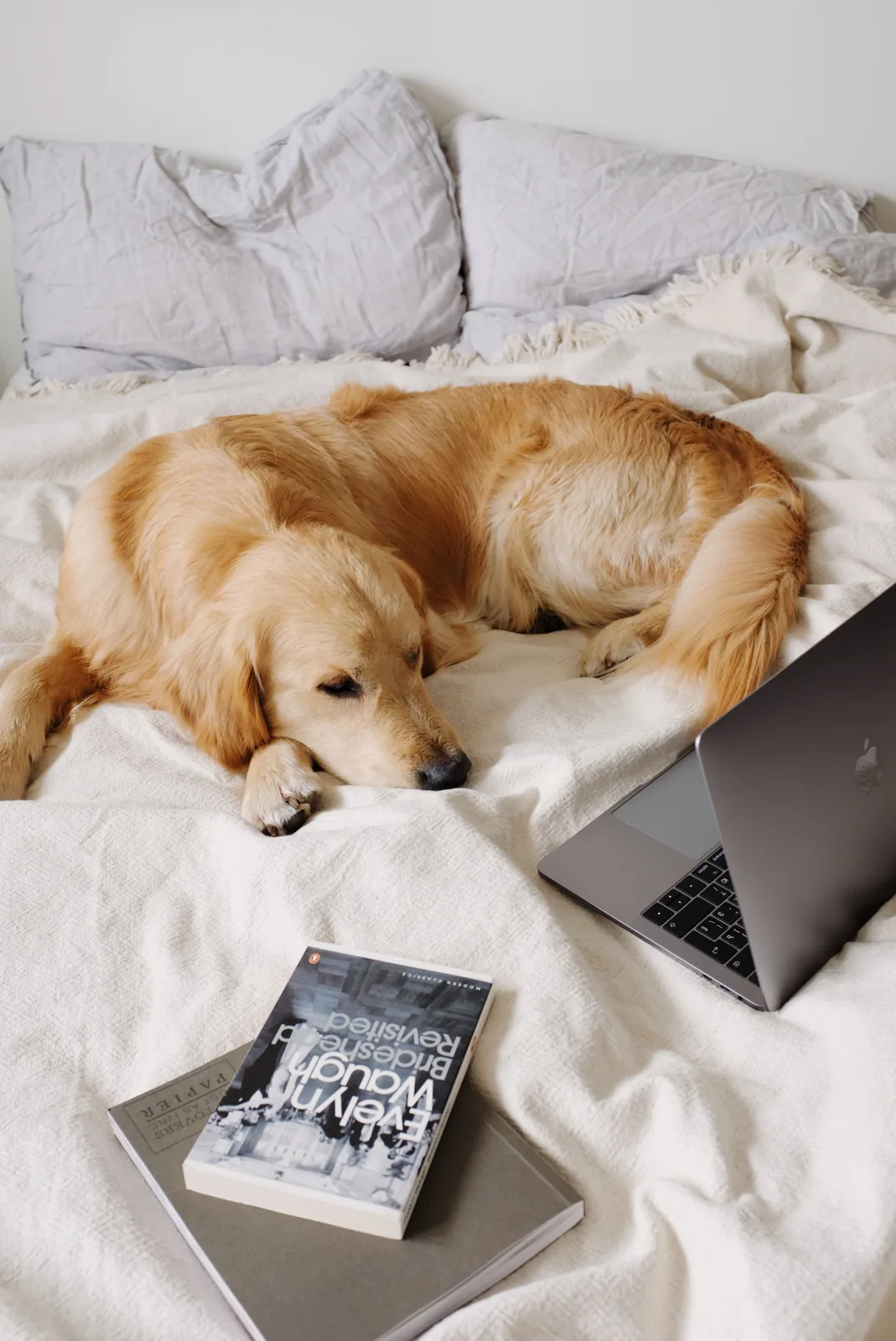 A golden-coated dog lies on a light bed beside an open laptop and two books in a home setting.