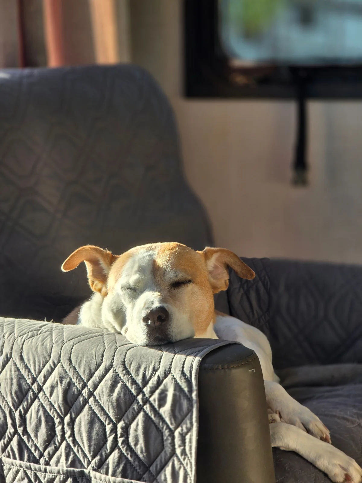 A tan and white dog rests with closed eyes on the arm of a gray couch covered with a quilt.