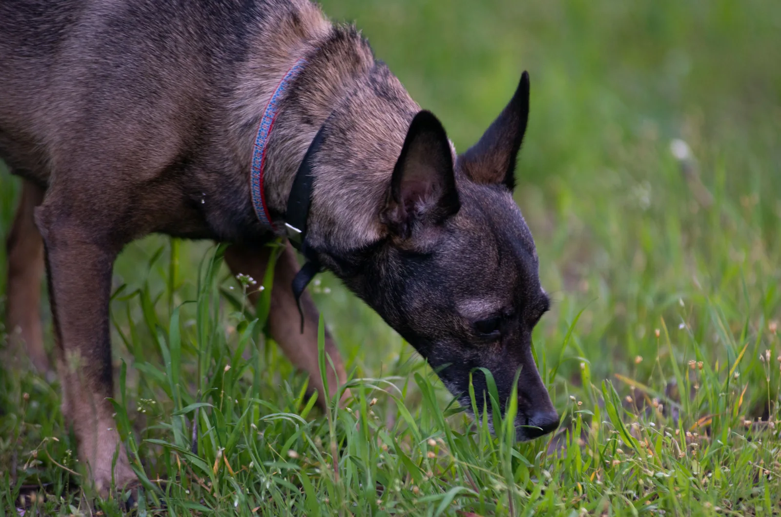 A dark-coated dog wearing a flat collar lowers its nose into green grass in an outdoor setting.