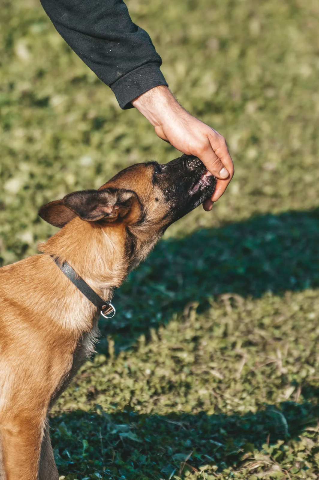 A brown dog wearing a flat collar reaches toward a treat offered by a person’s hand over grass outdoors.