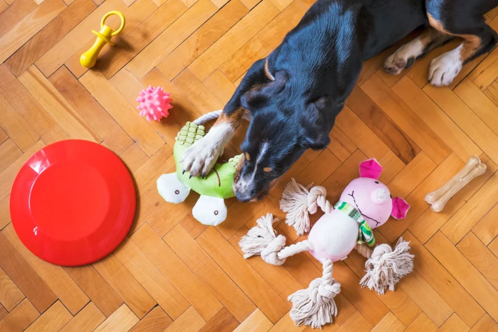 Overhead view of a black and tan dog on a parquet floor with a plush turtle, rope pig, frisbee and small toys around it