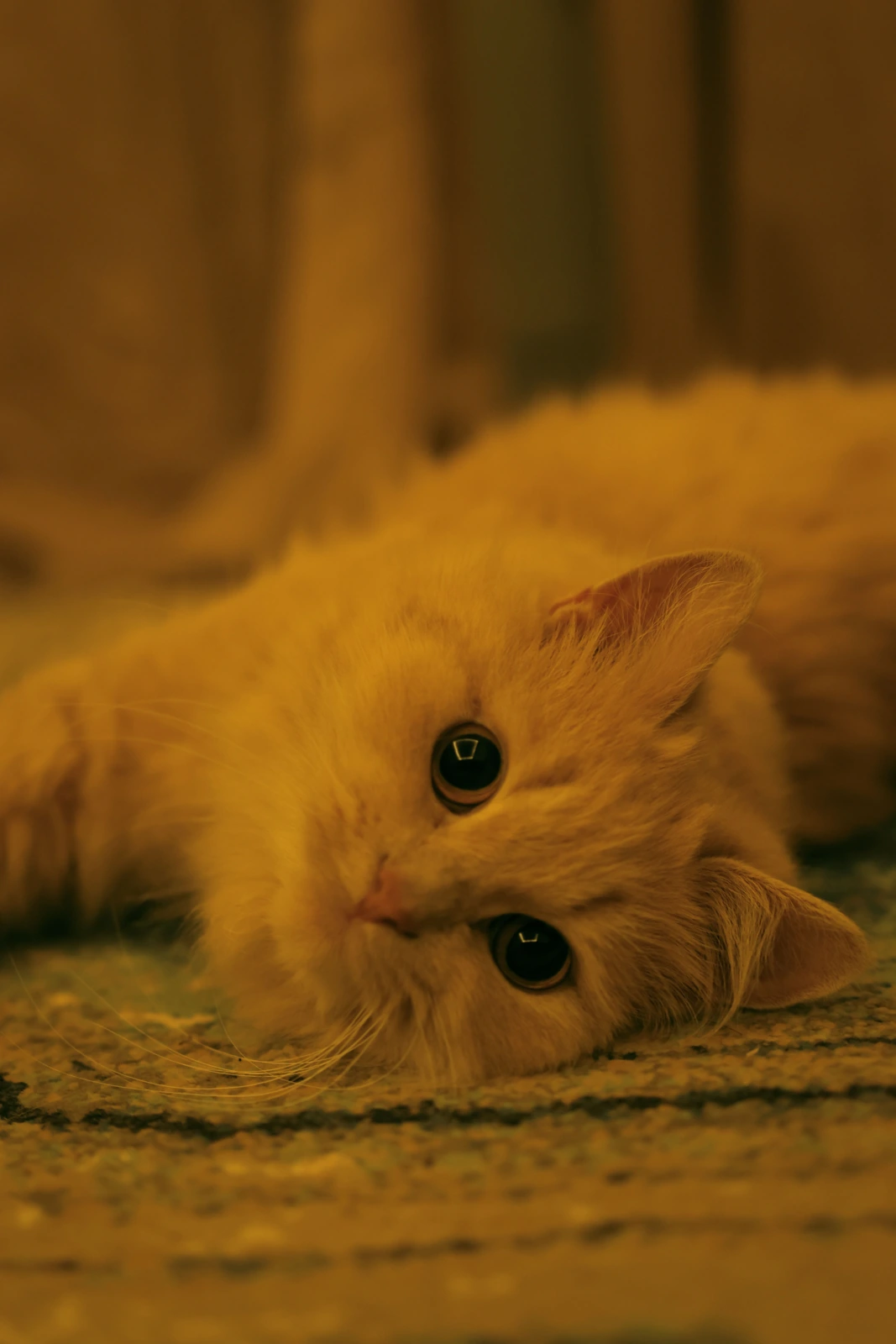 A fluffy orange cat lies on its side on a patterned floor, looking toward the camera in warm indoor light.