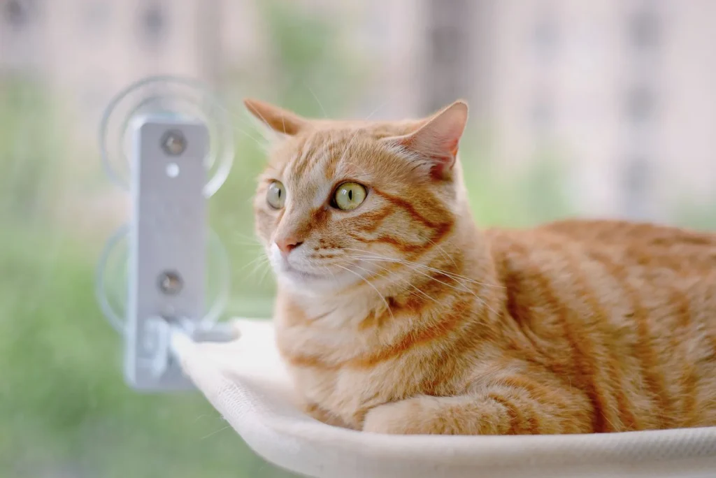 Ginger tabby cat lying on a suction-cup window perch, looking outside with a soft green and city background