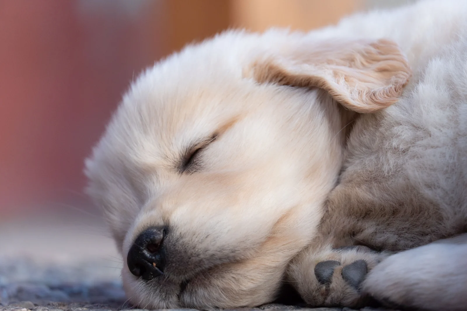 A cream-colored golden retriever puppy sleeps with closed eyes and its muzzle resting beside a front paw.