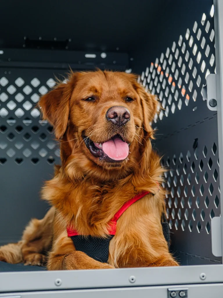 An adult golden retriever wearing a red harness sits inside an open dark crate, facing toward the camera.