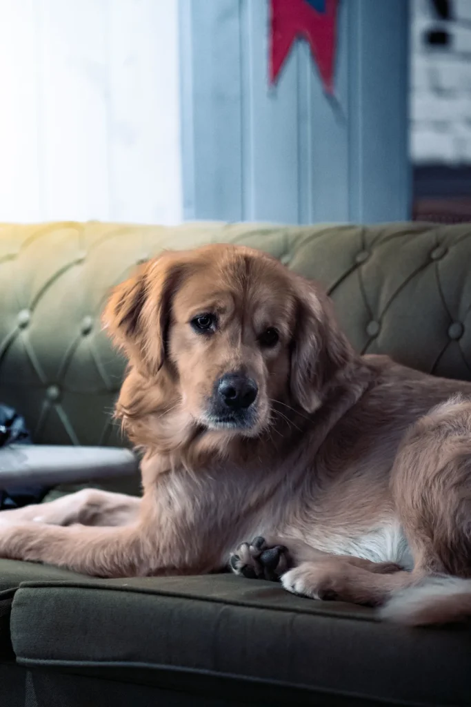 Separation Anxiety Dog Training: A Gentle First Plan