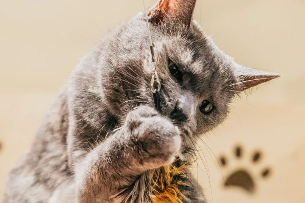Gray cat grabbing a fluffy feather lure dangling from a string with both front paws, mouth open mid-play