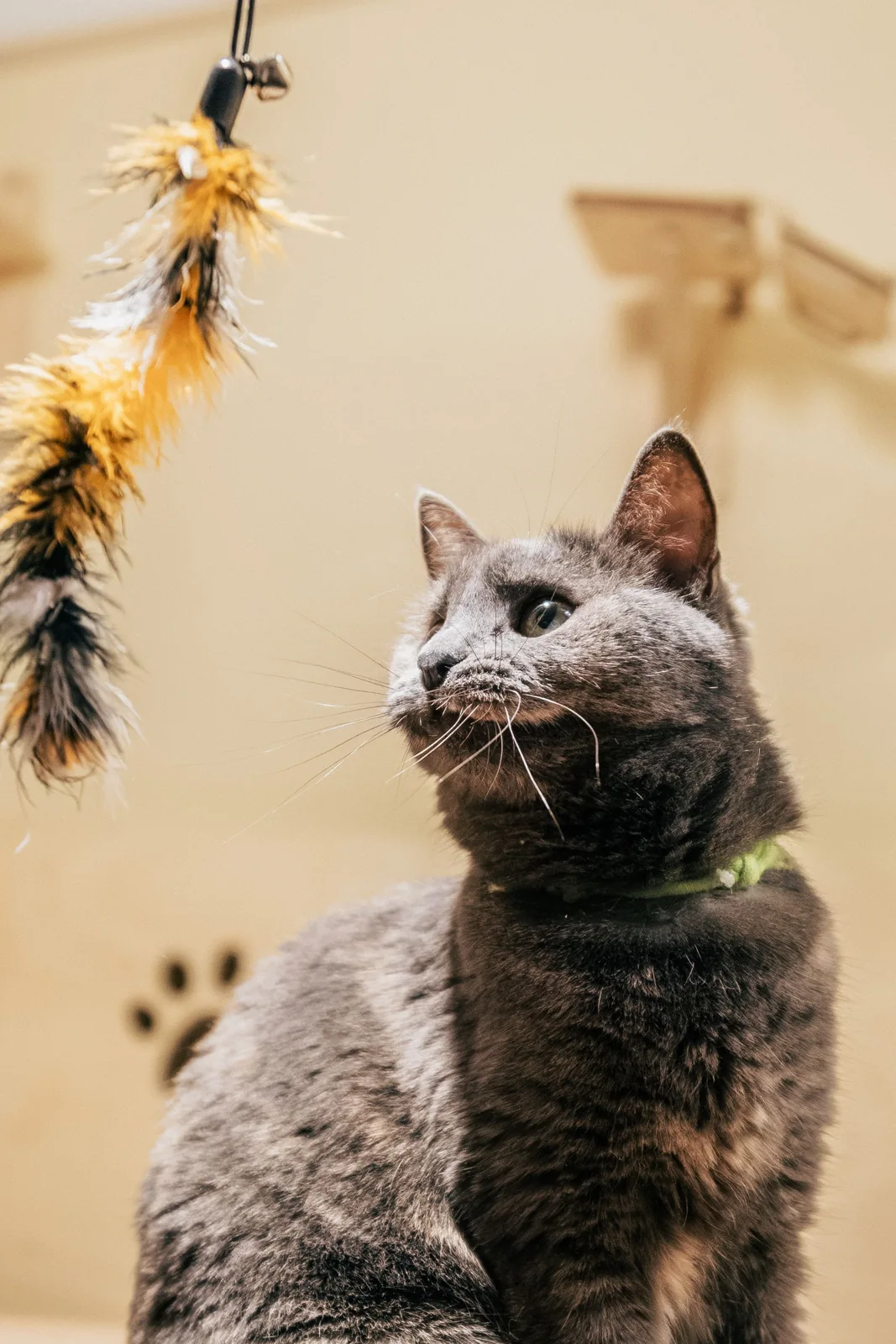 A gray cat with a green collar looks upward toward a suspended feather toy in a softly lit indoor room.
