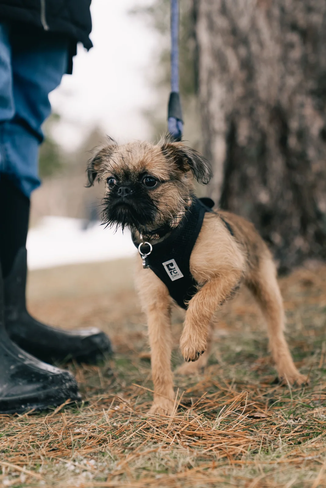 A small rough-coated brown puppy stands on grass beside an adult’s boots while wearing a dark harness.