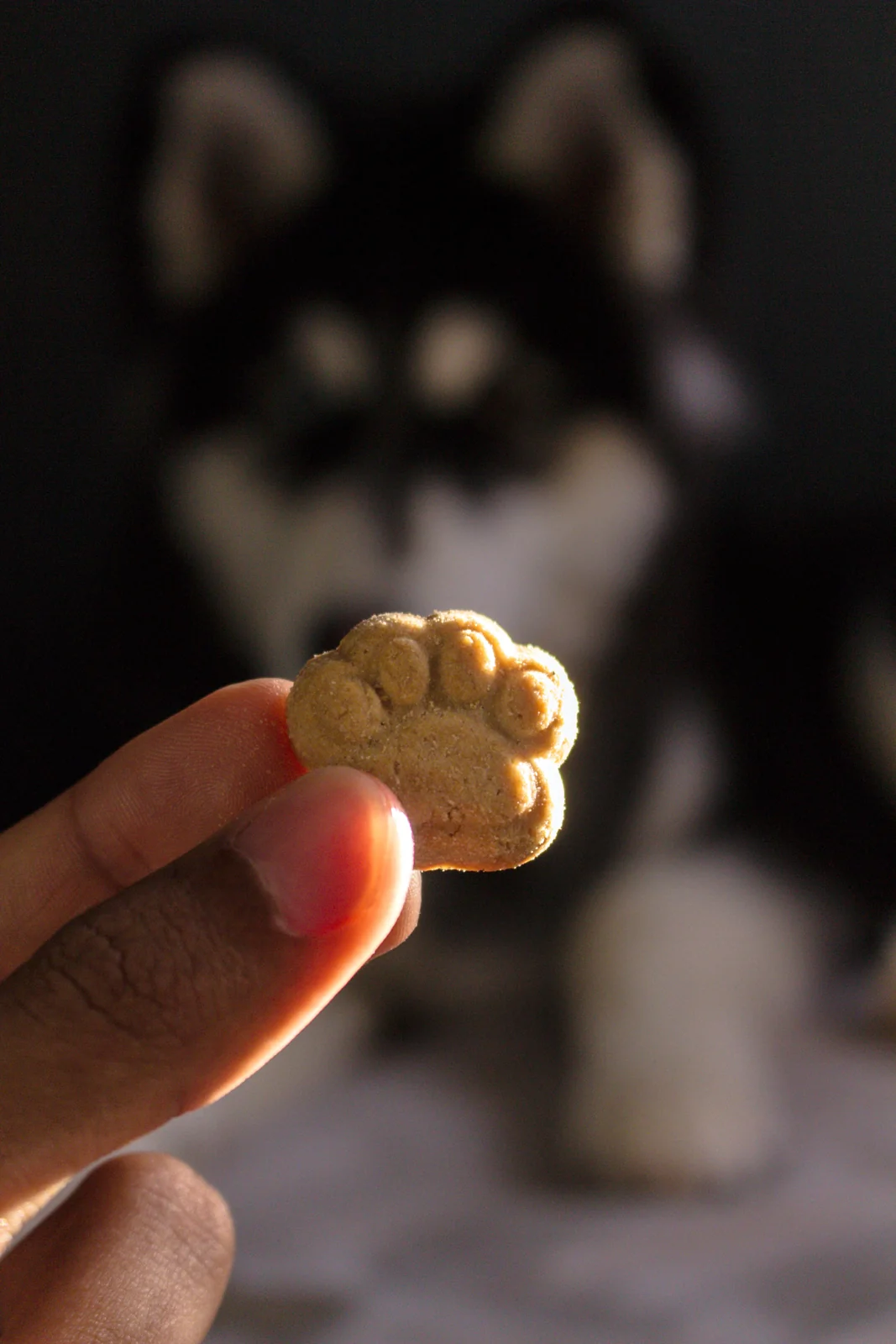 A hand holds a small paw-shaped dog treat in the foreground, with a black and white dog blurred behind it.