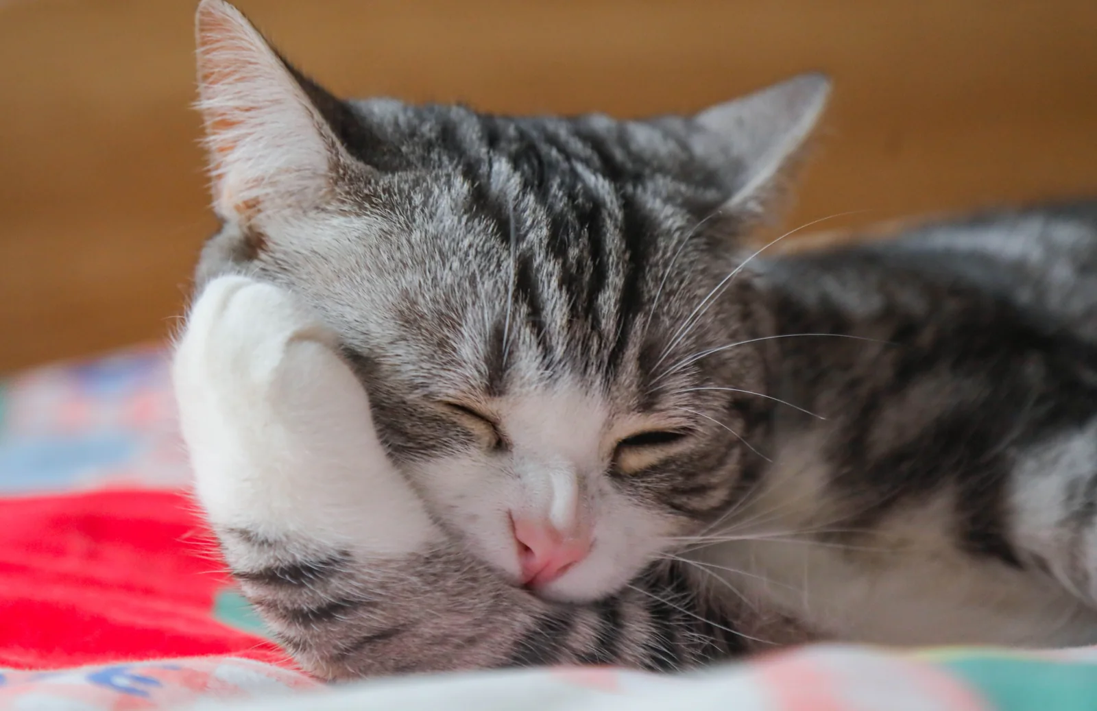 A gray-and-white kitten rests with closed eyes and one front paw beside its face on a patterned bed.