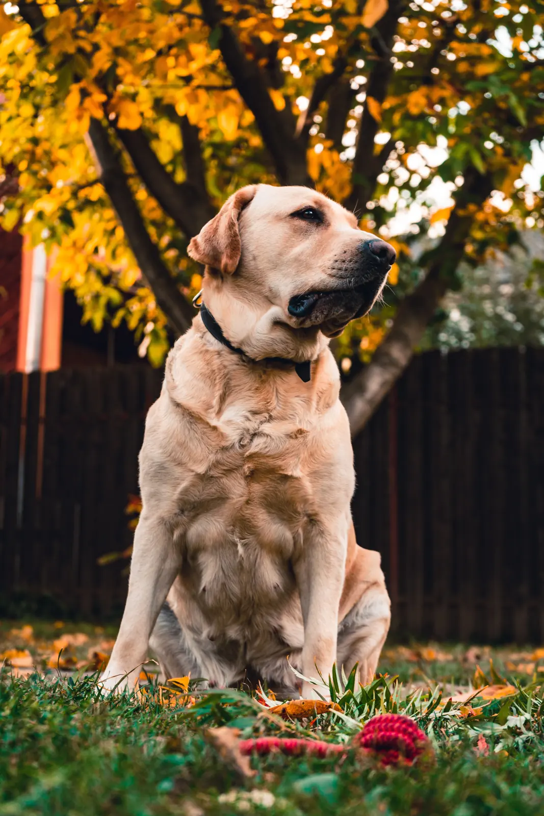 A yellow Labrador sits on grass beneath autumn foliage, looking upward with an orange rope toy near its paws.