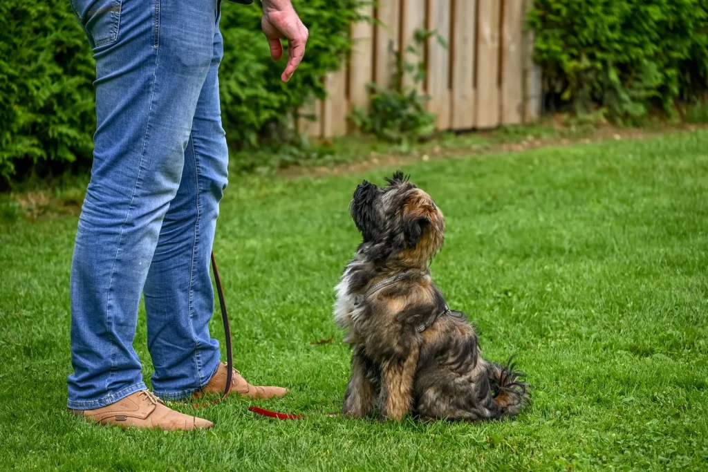 Leashed shaggy terrier sitting on a backyard lawn and looking up attentively at its handler