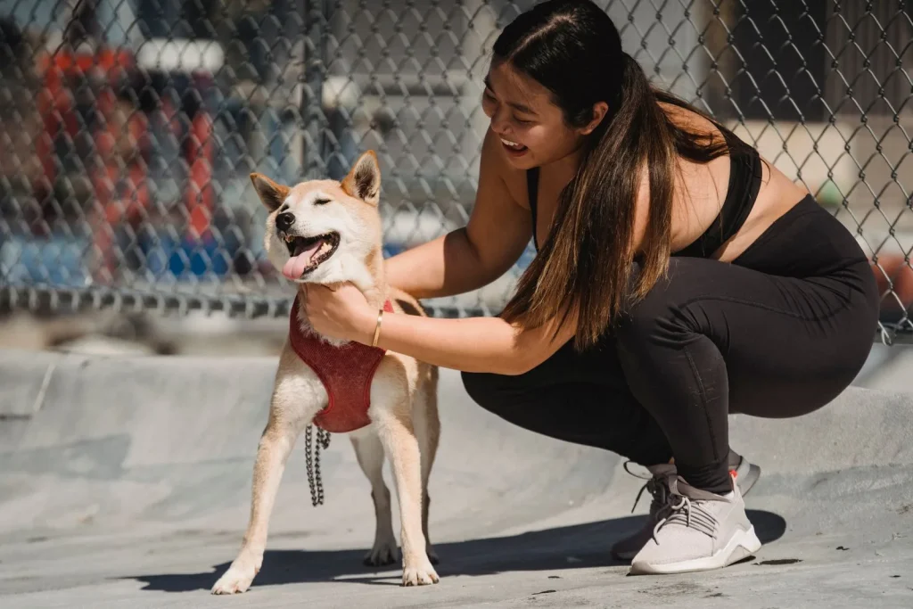 Woman crouching beside a relaxed Shiba-type dog with both hands on the chest straps of its red mesh harness