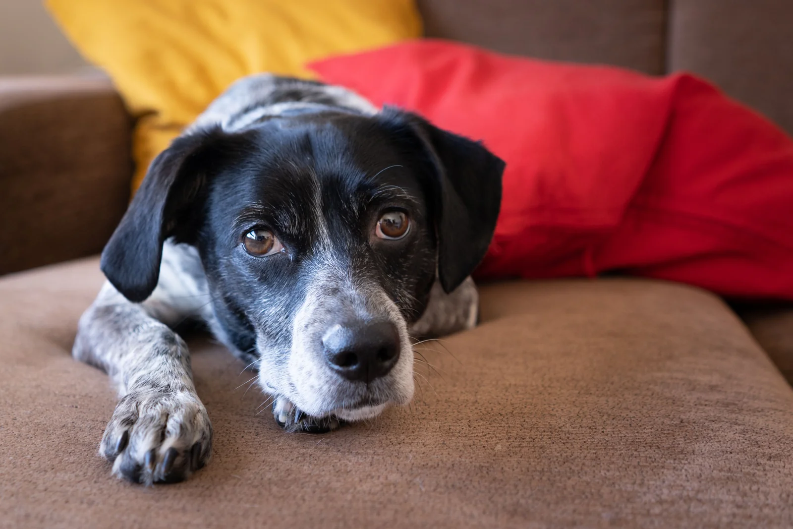 Black and white dog resting its chin and front paws on a brown couch beside bright red and yellow pillows.
