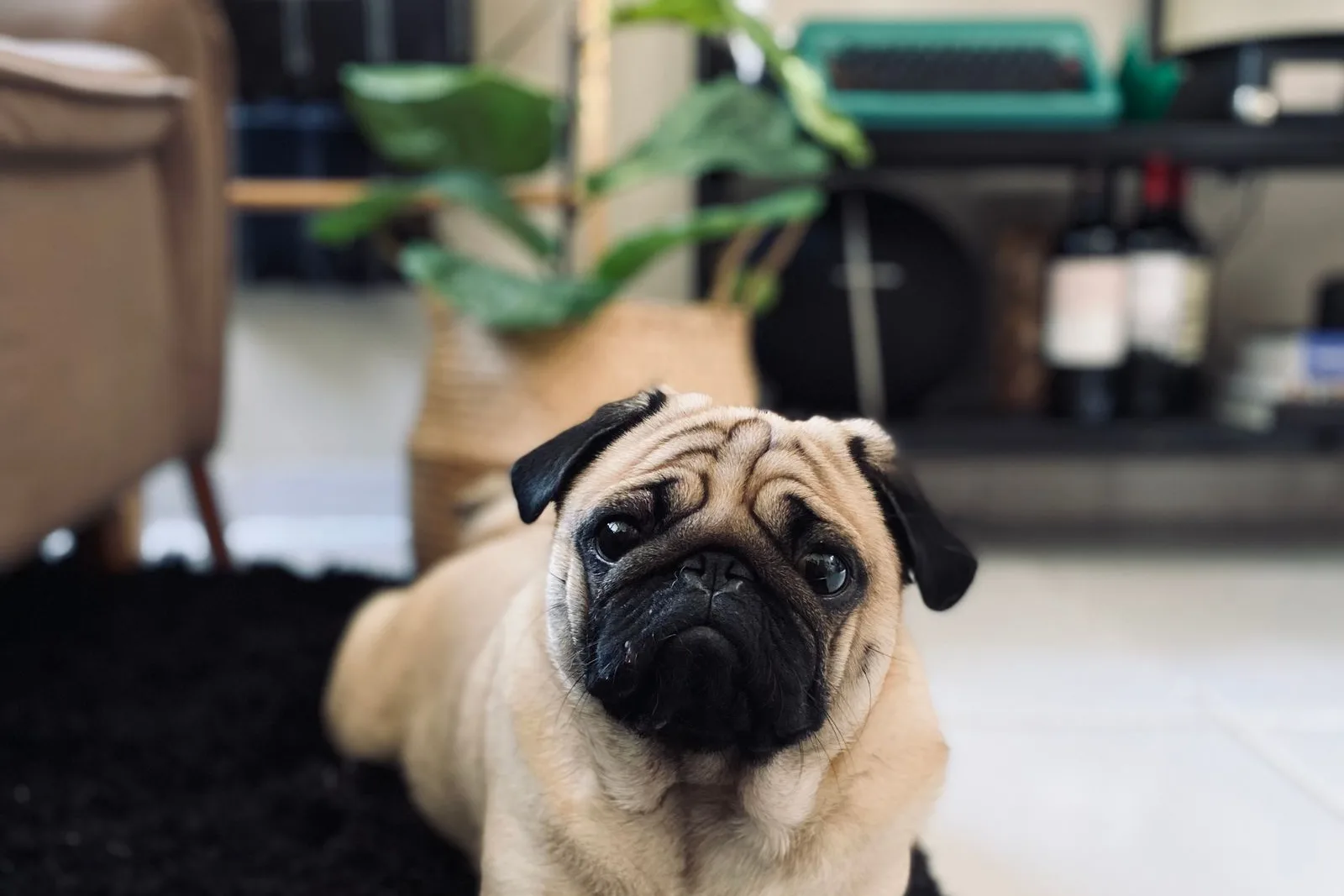 Pug lying calmly on a black shaggy rug in a living room, looking up at the camera with plants and shelves behind