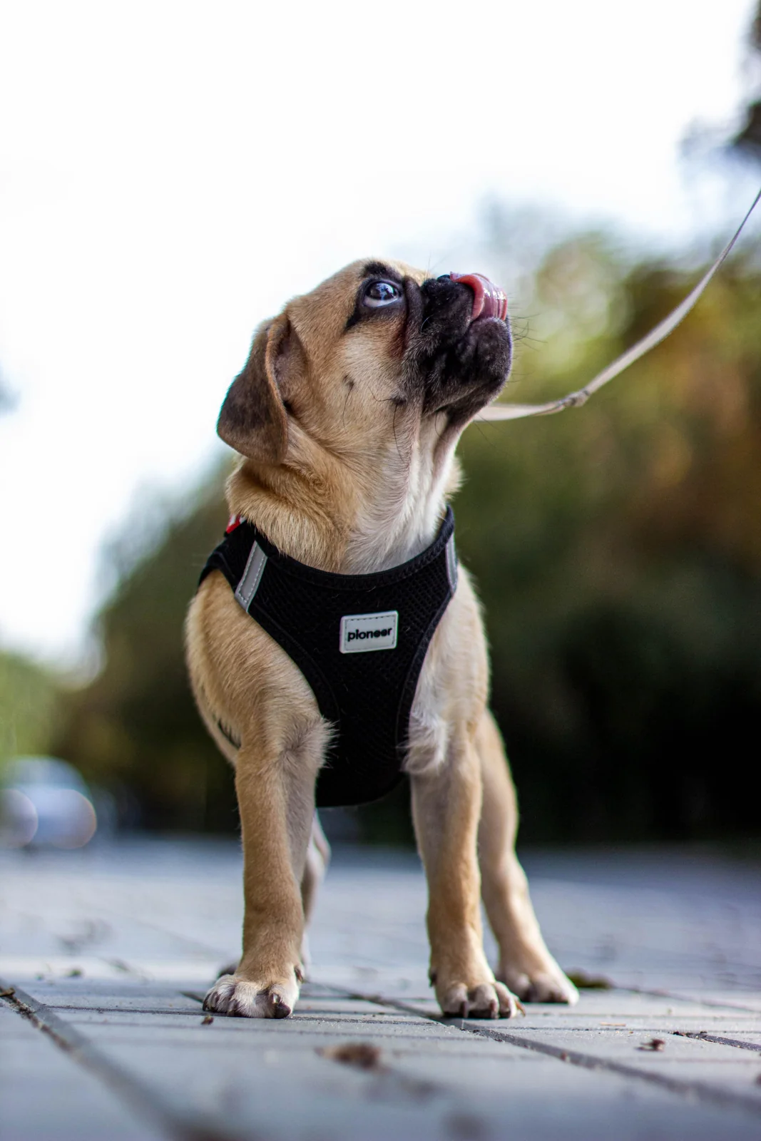 Leash Training a Puppy: First Steps Without Pulling