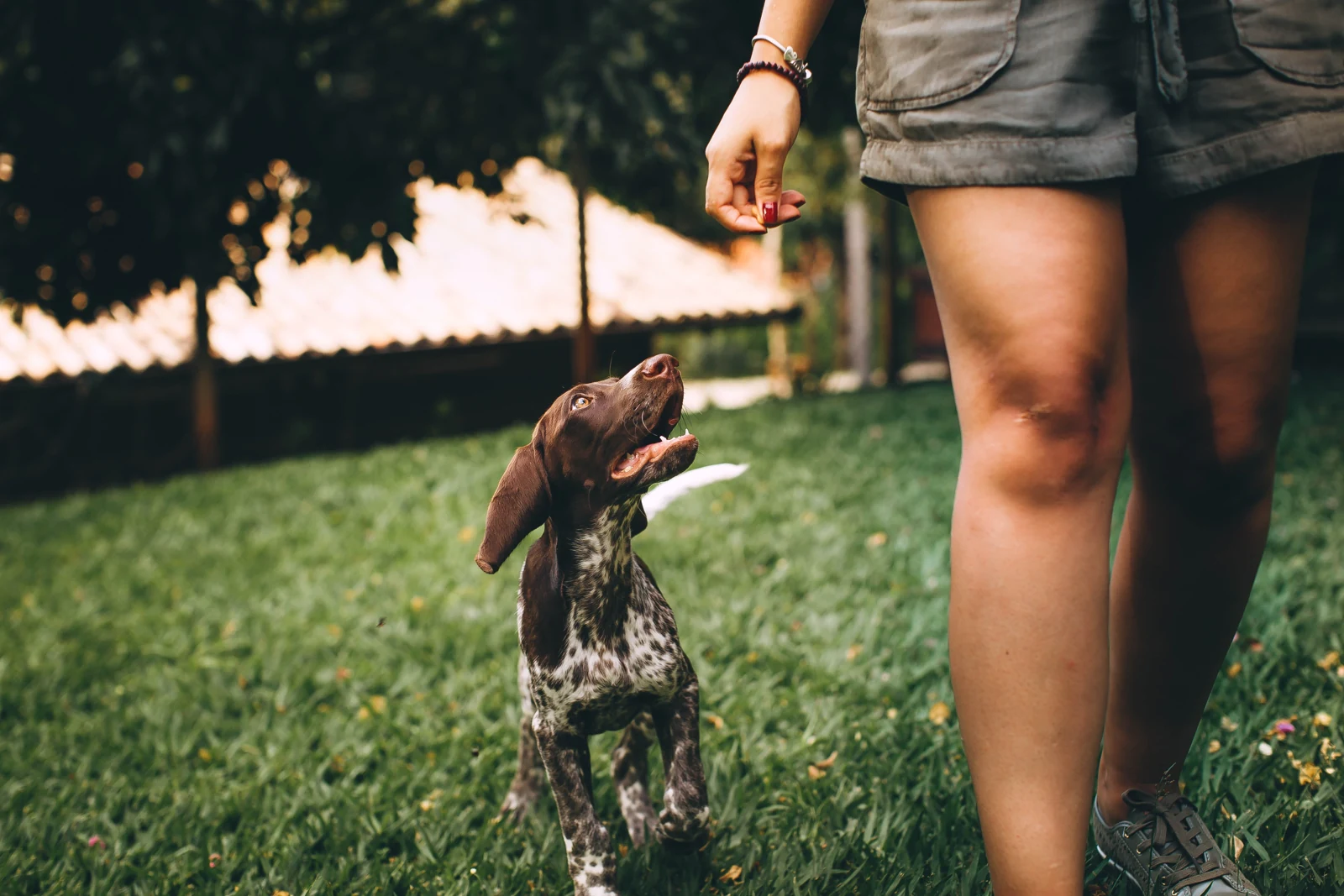 A spotted puppy follows beside a person’s legs on grass outdoors while looking up toward their hand.