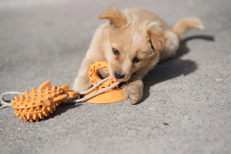 A light golden puppy lies on concrete with its mouth around an orange textured toy held between its paws.
