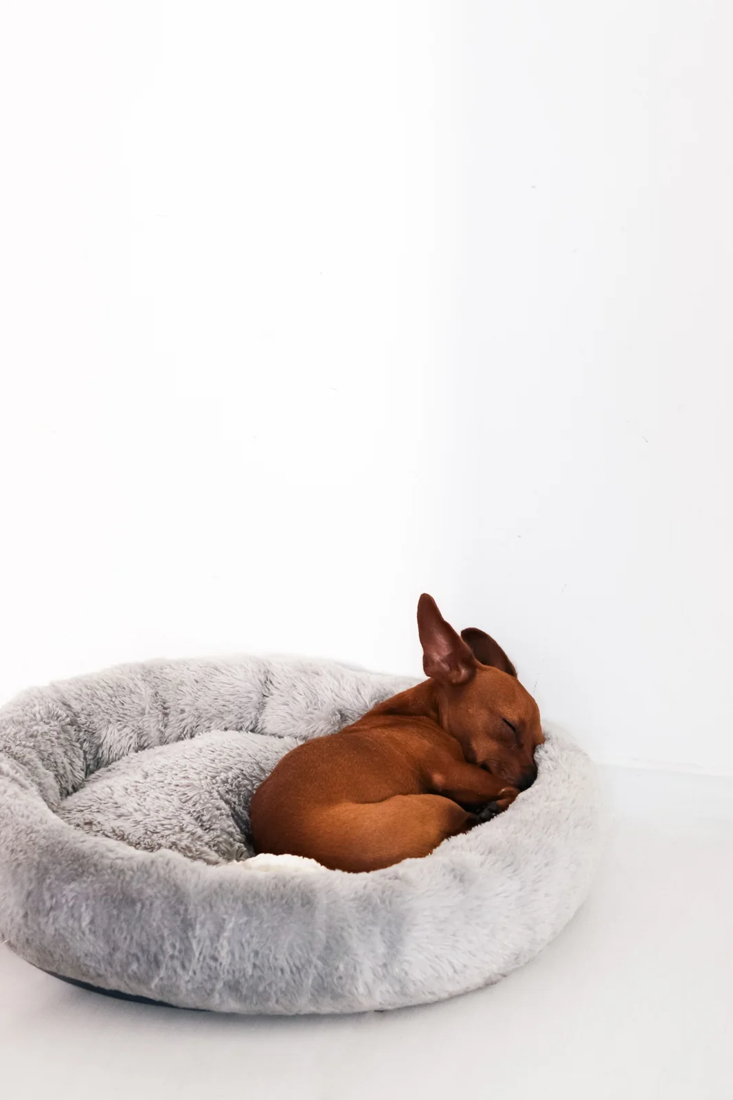 A small brown puppy lies curled asleep in a round gray padded dog bed against a plain light background.