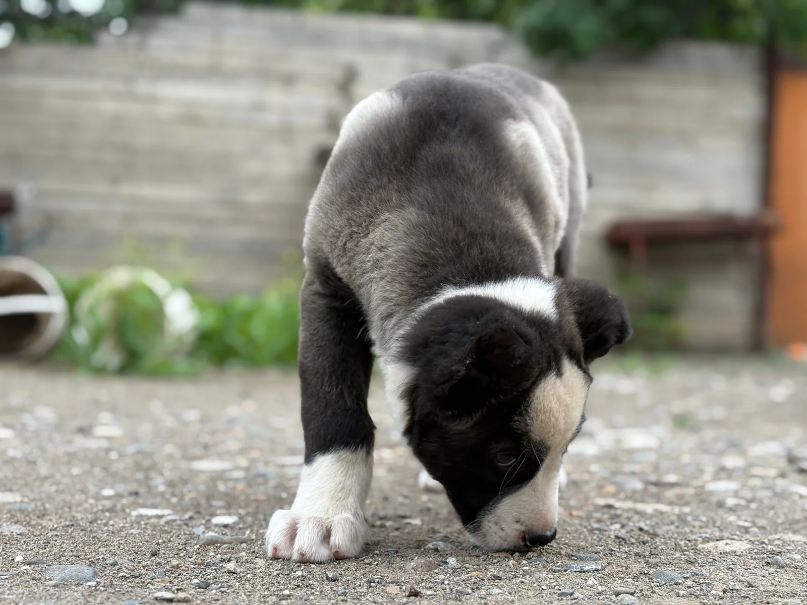 A black and white puppy lowers its nose to sniff an outdoor gravel path, with pale stones beneath its paws.