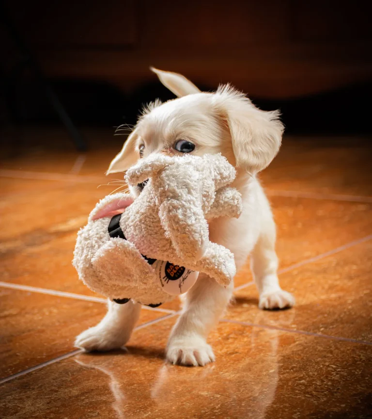 Puppy Enrichment: Easy Ideas, Safe Play, and Real Rest