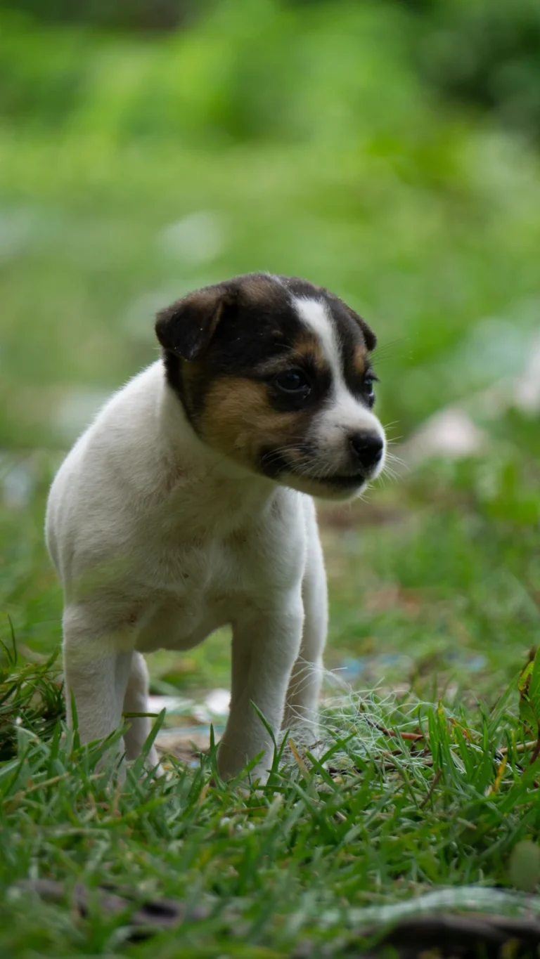 How to Potty Train a Puppy: A Simple Step-by-Step Guide