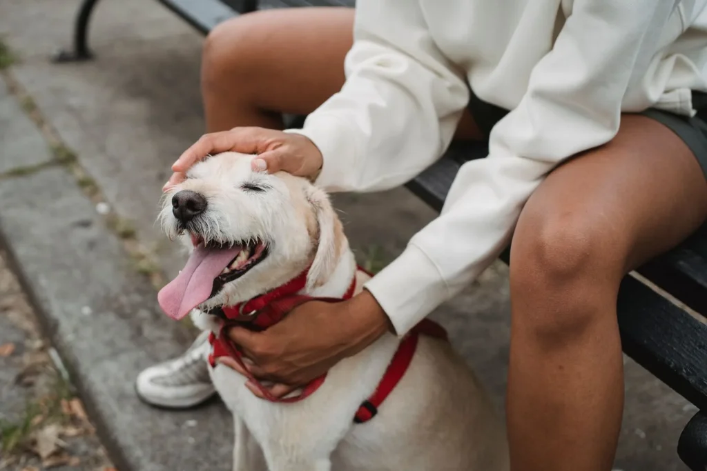 Relaxed light-coated dog in a red harness sitting beside a person on a bench who strokes its head and chest