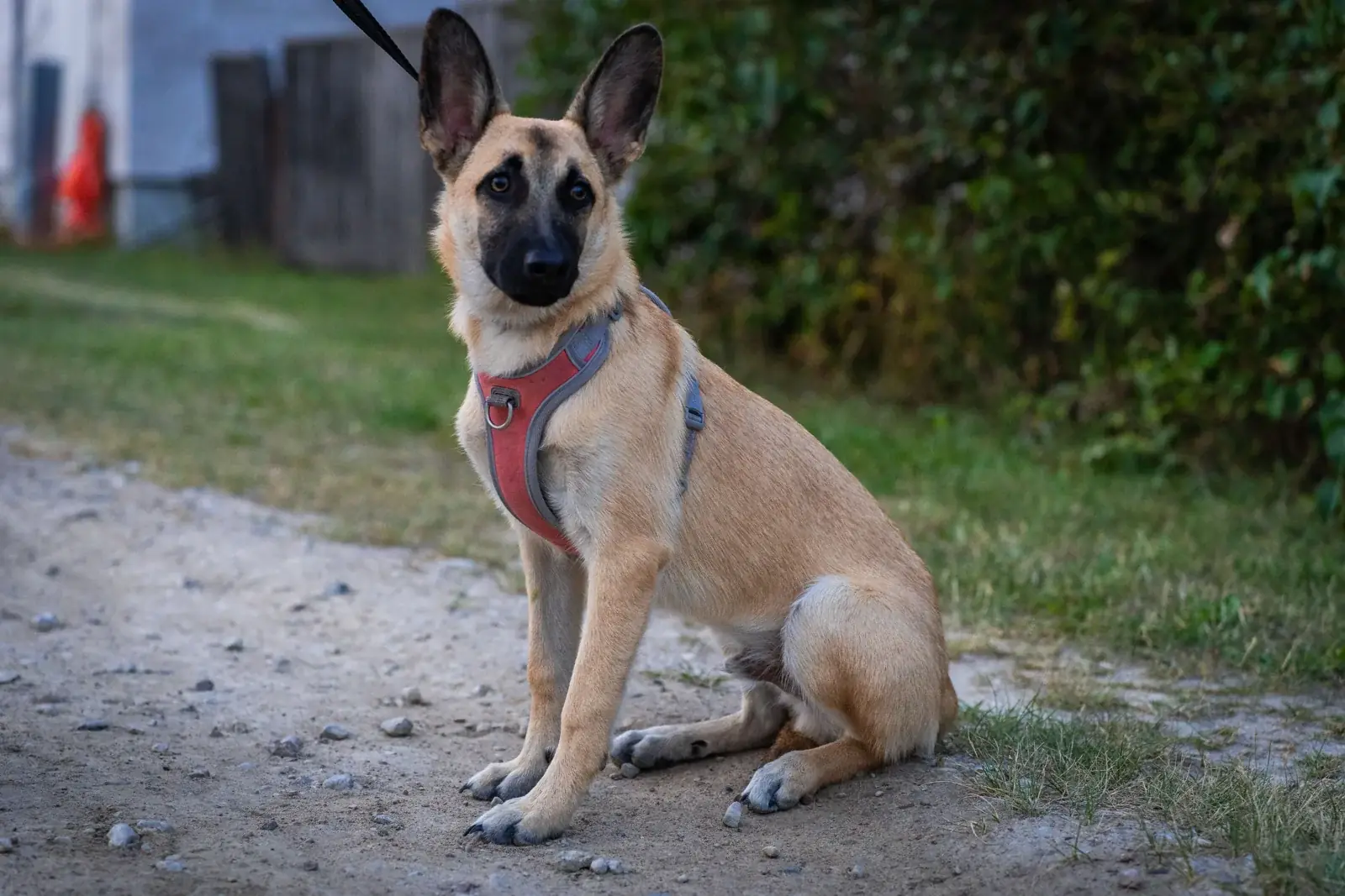 A young German Shepherd sits on a pale gravel path, wearing a red harness with a leash extending sideways.