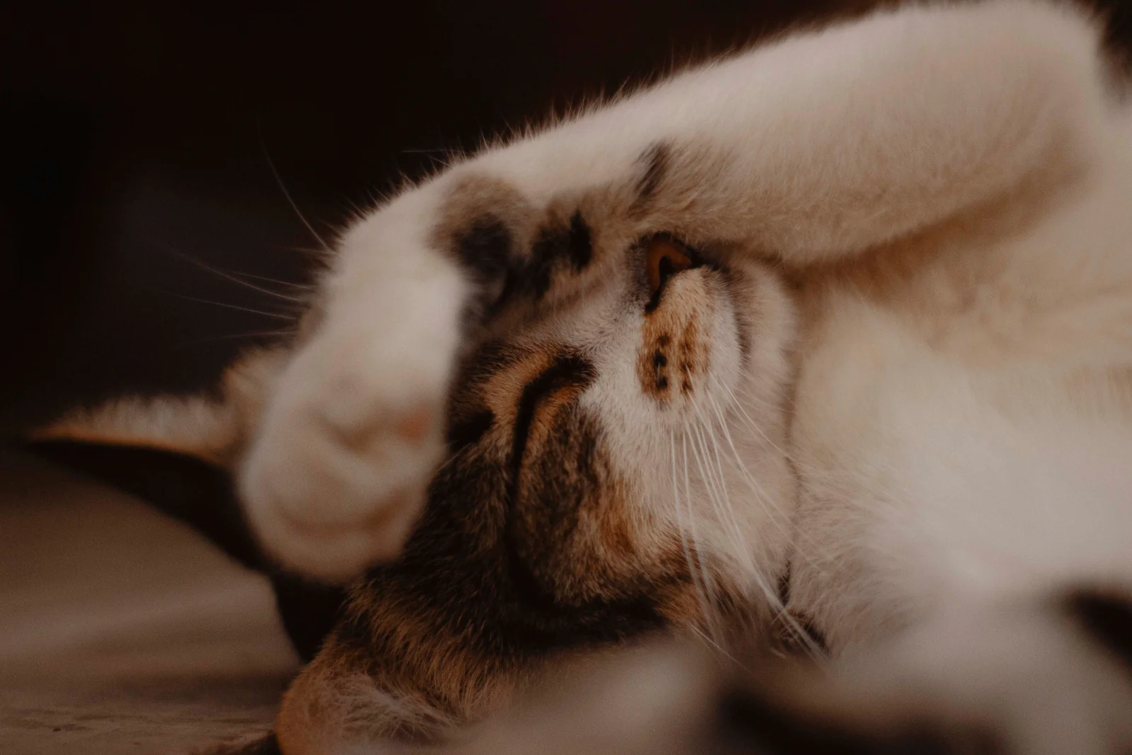 A tabby-and-white cat rests with closed eyes and a front paw draped across the upper part of its face.