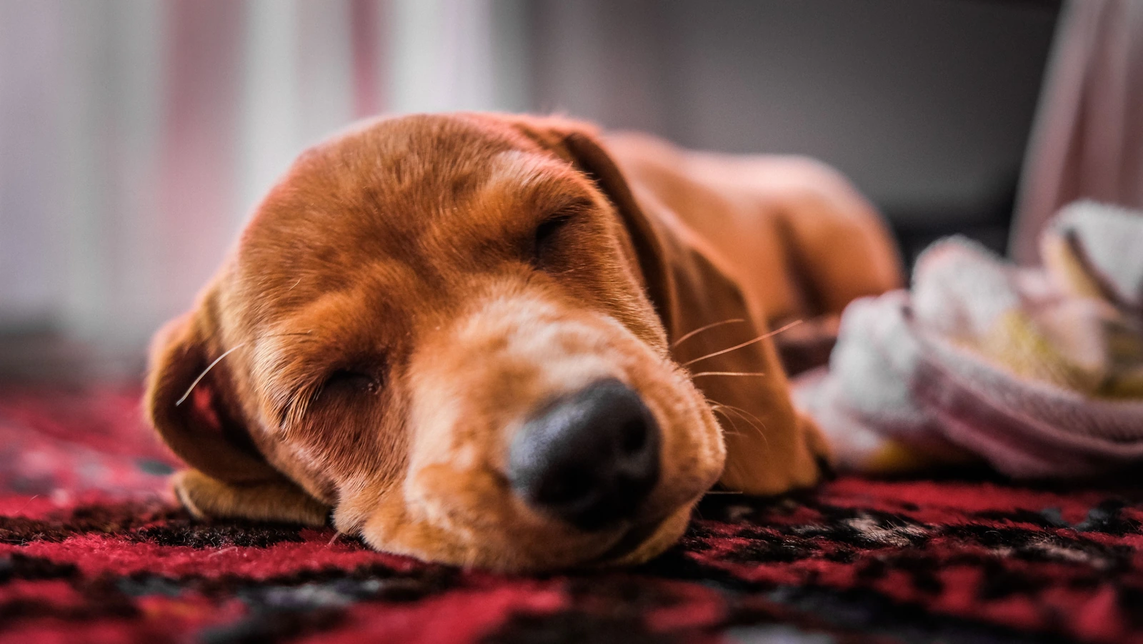 A brown puppy sleeps with its head resting on a patterned rug indoors, beside the edge of a fabric bed.