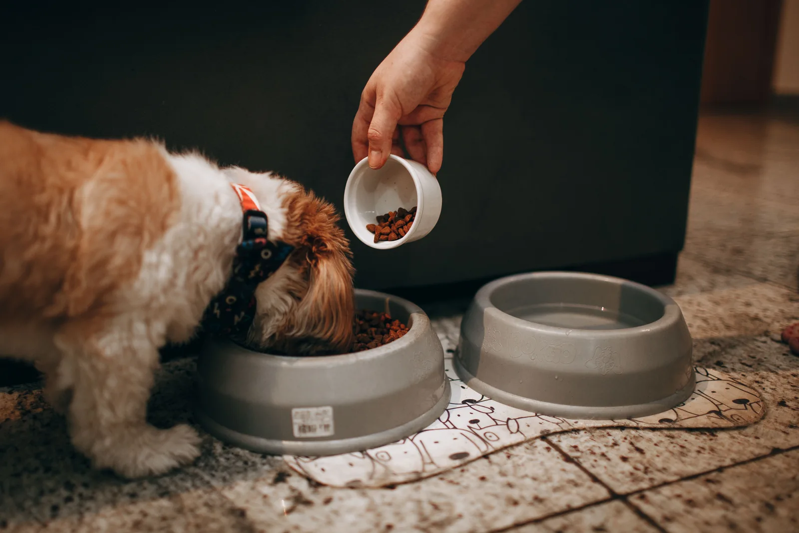 A small brown-and-white dog eats from a gray bowl as a hand pours dry food, with a water bowl beside it.
