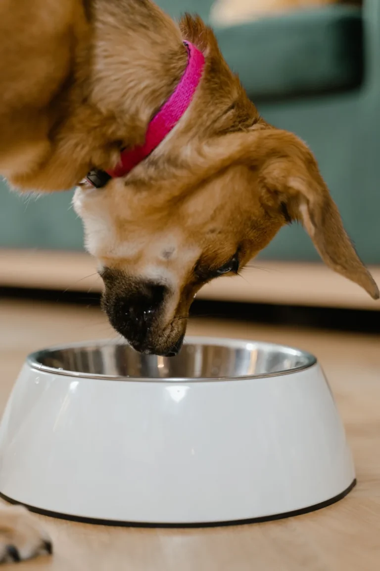 How Long to Feed Puppy Food? A Guide to Adult Food