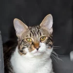 Why Does My Cat Stare at Me? Context and Calm Responses