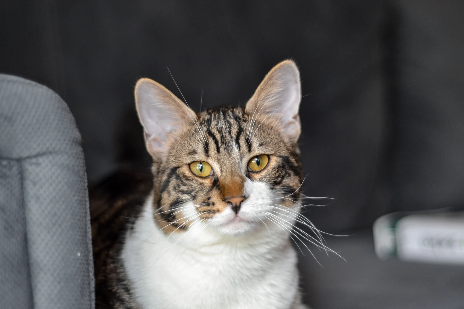 A tabby-and-white cat looks toward the camera beside a gray chair in a softly lit indoor room.