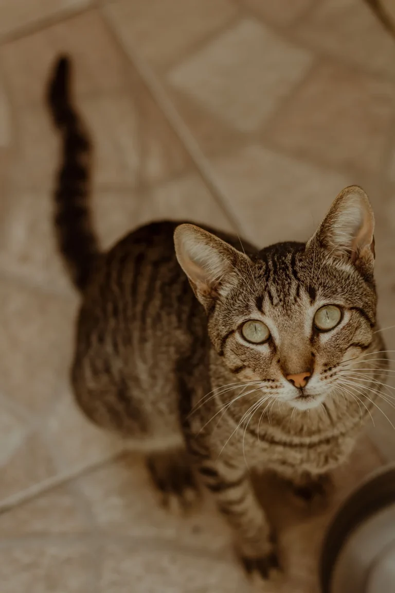 Why Do Cats Do That? A Practical Cat Behavior Guide