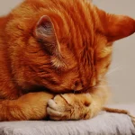 Why Do Cats Cover Their Face When They Sleep? A Guide