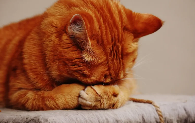 Why Do Cats Cover Their Face When They Sleep? A Guide