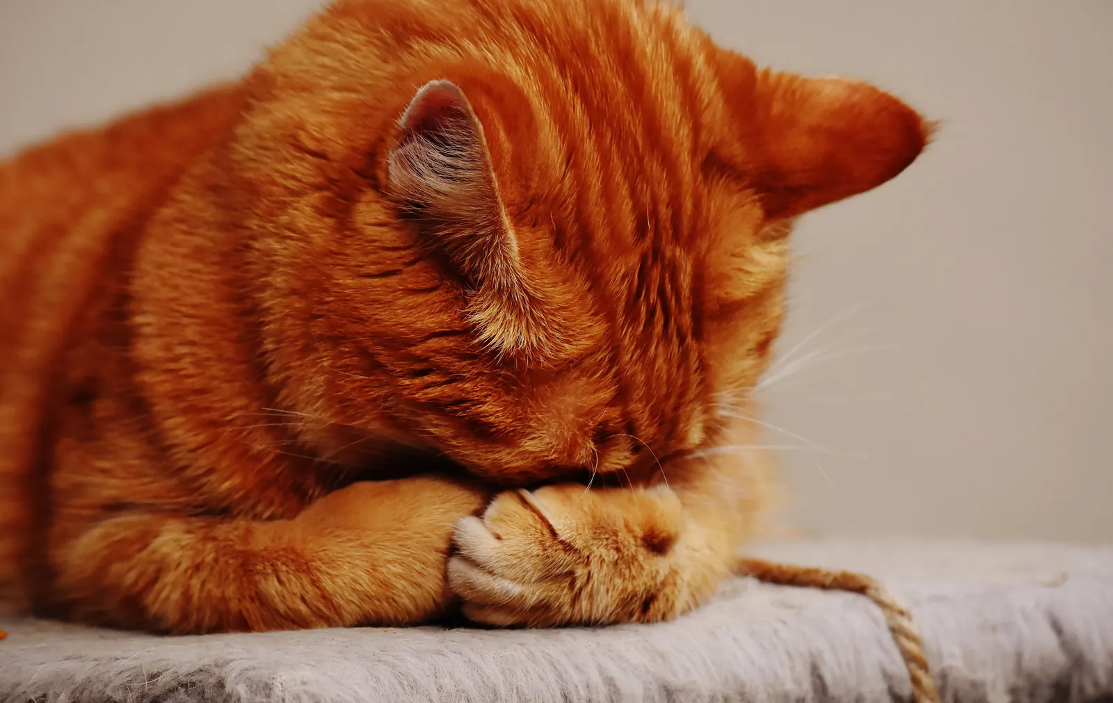An orange tabby cat rests with its head bent down against its front paws on a light-colored surface.