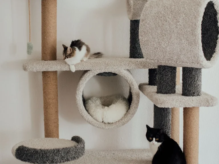 Cats resting on separate levels of a tall carpeted cat tree, one on a high shelf and one near the base
