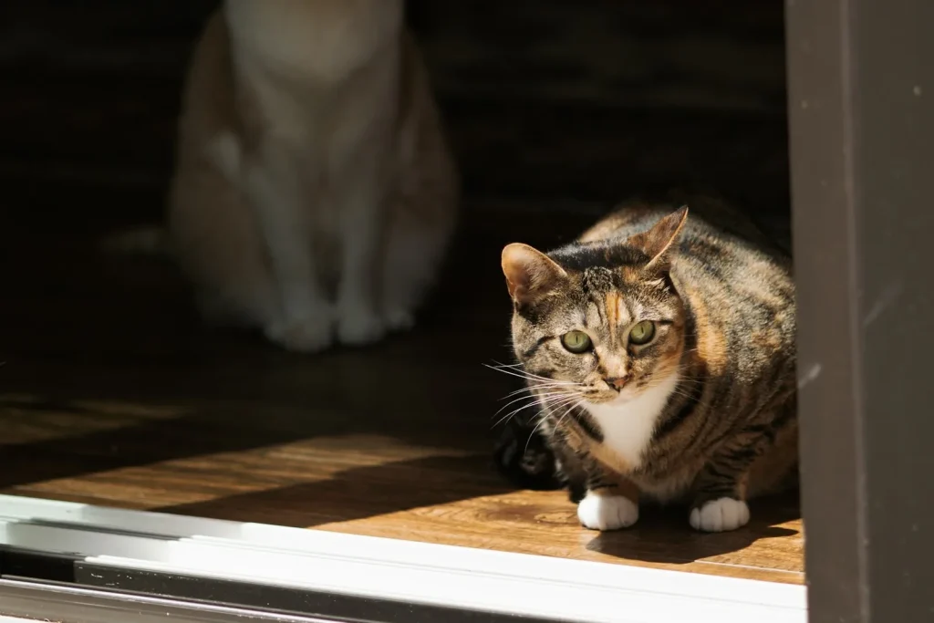 Two cats in a dim doorway keeping their distance, a cream cat sitting back and a tabby crouched near the threshold