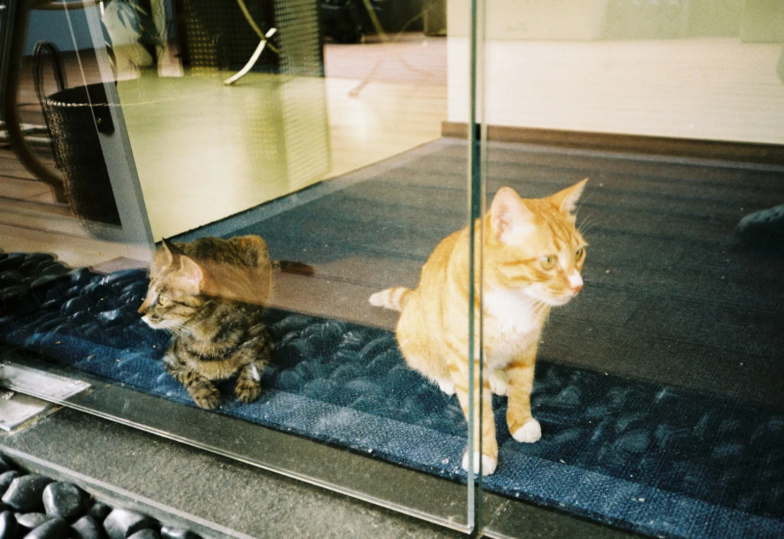 Tabby cat behind a glass door panel and an orange cat sitting calmly beside it on the same dark doormat