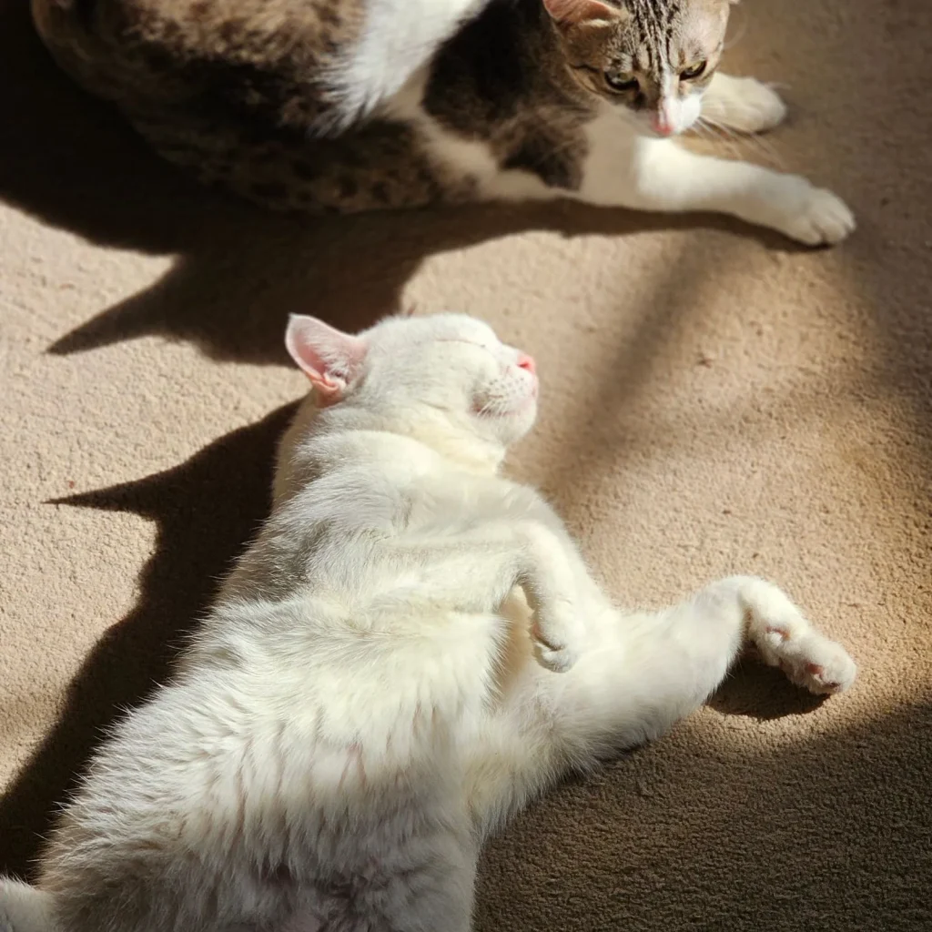 Two cats lying relaxed a short distance apart on a carpeted floor in warm afternoon sunlight