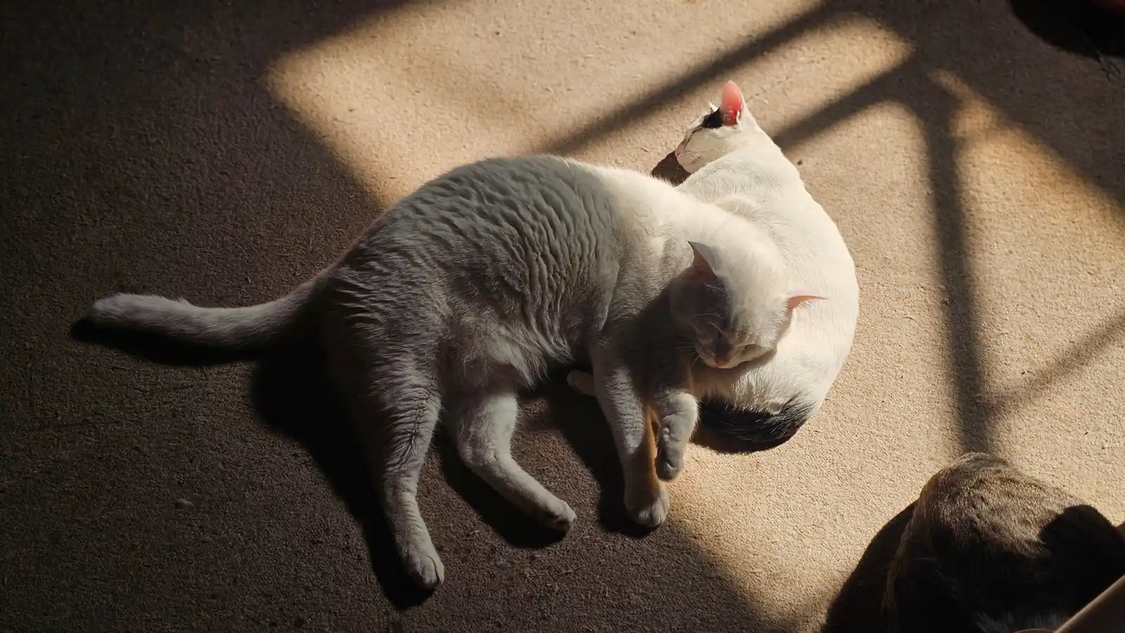 Two cats lie on an indoor floor in a patch of sunlight, with a dark-and-white cat beside a pale cat.