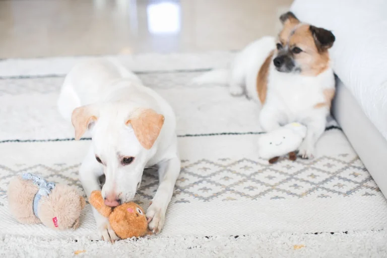 Two dogs lying apart on a light patterned rug, one chewing a plush toy while the other rests with its own toy