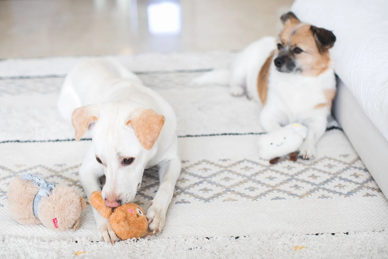 Two dogs lying apart on a light patterned rug, one chewing a plush toy while the other rests with its own toy