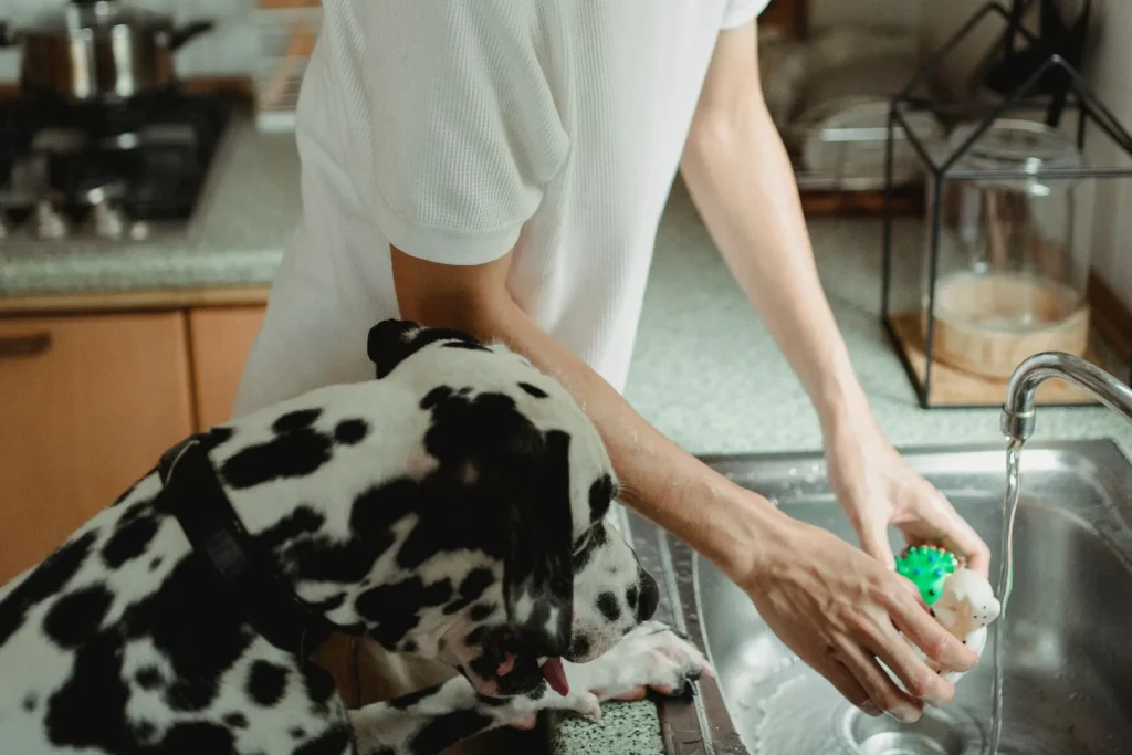 Man rinsing a small dog toy under the kitchen tap while his Dalmatian rests its paws on the counter edge and watches